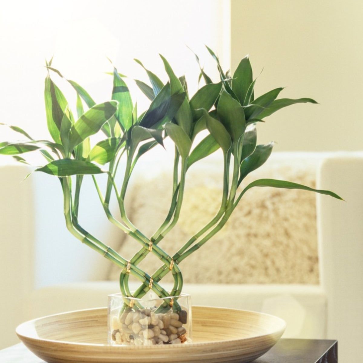 varigated peace lily Variegated Spathiphyllum 'Domino' | Rare Ruffled Peace Lily main image 0