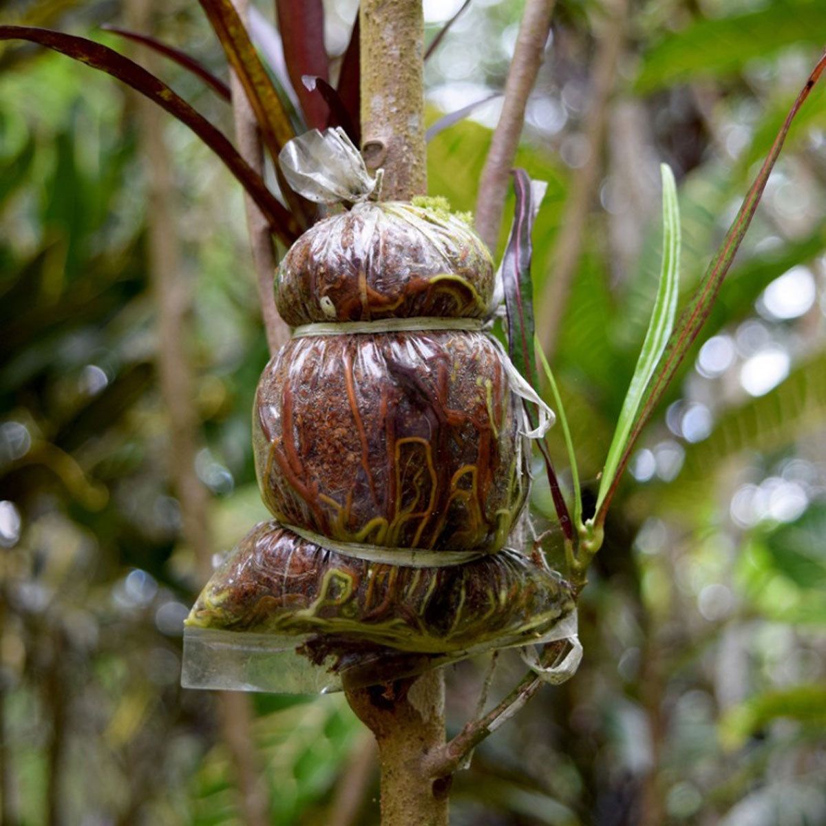 Air Layering Propagation - How To Air Layer Plants | Gardening Know How