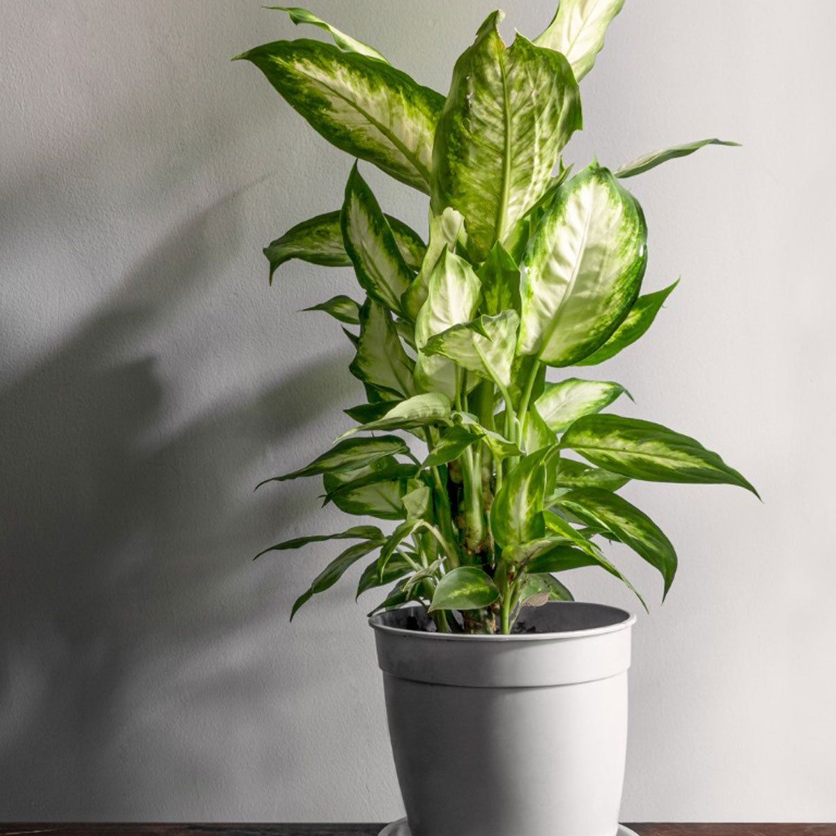 live fiddle leaf fig tree Fiddle Leaf Fig Tree Live