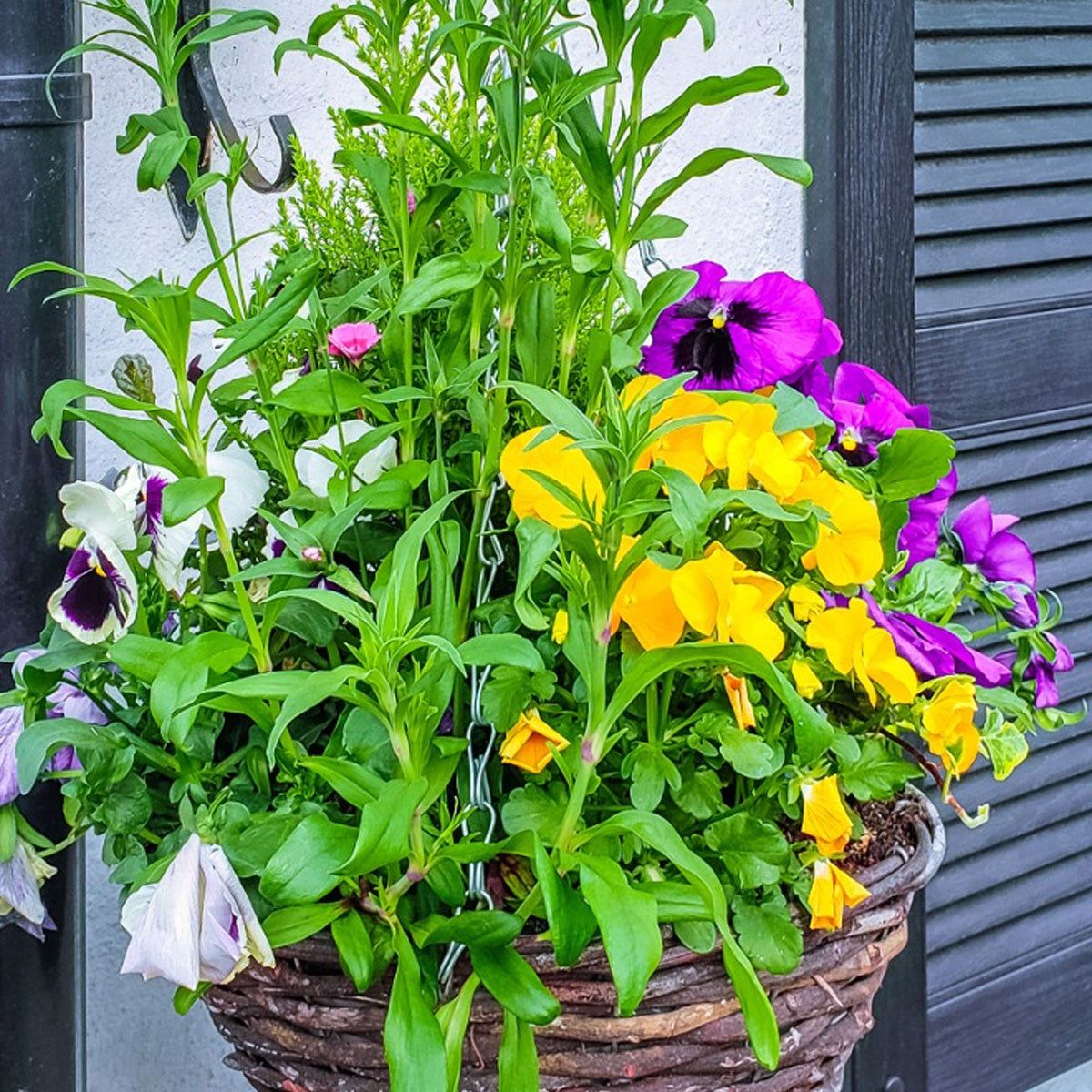 best soil for philodendron xanadu Xanadu for Sale main image 1