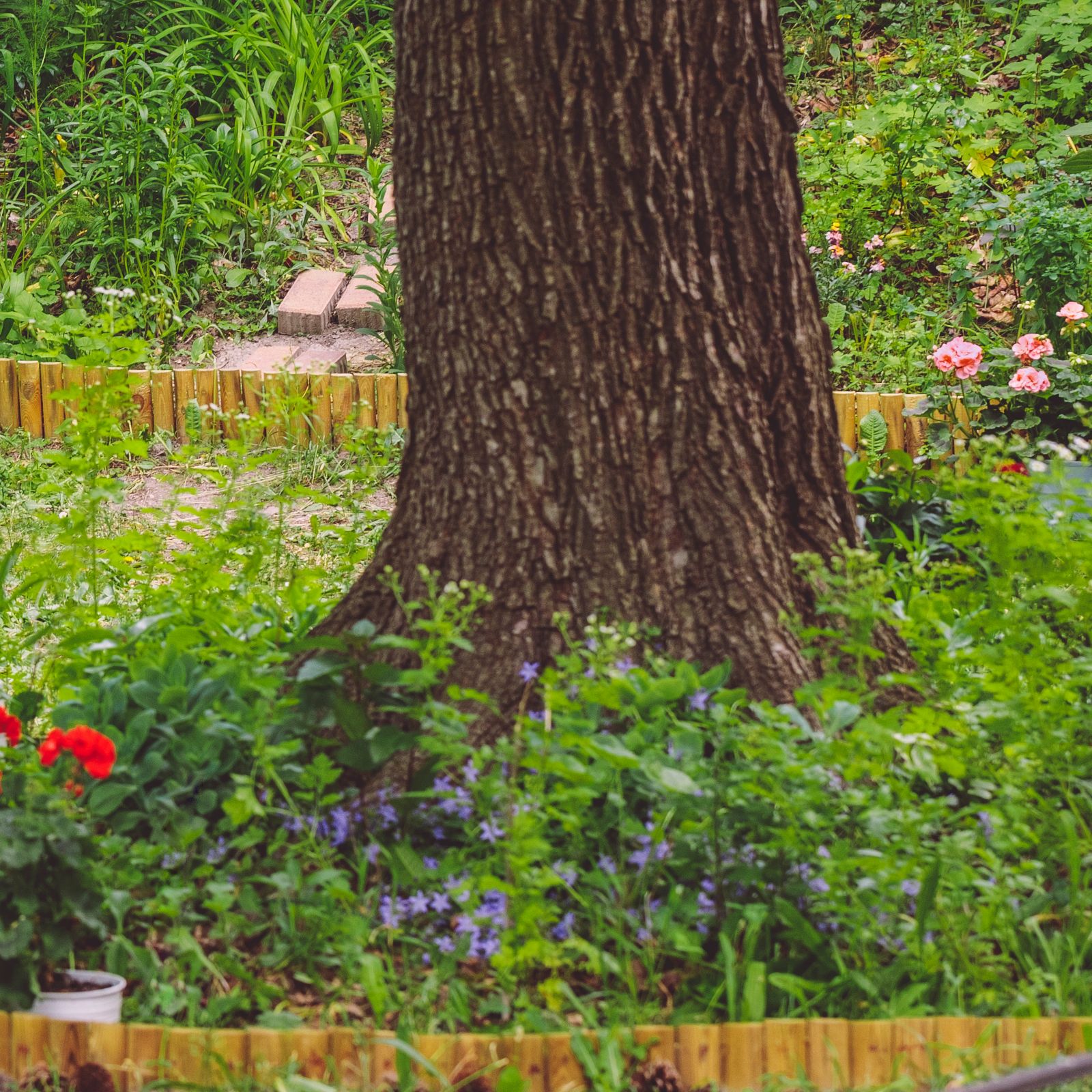 a garden with wildflowers and ground ivy - Eva Katalin - GettyImages-2218426971