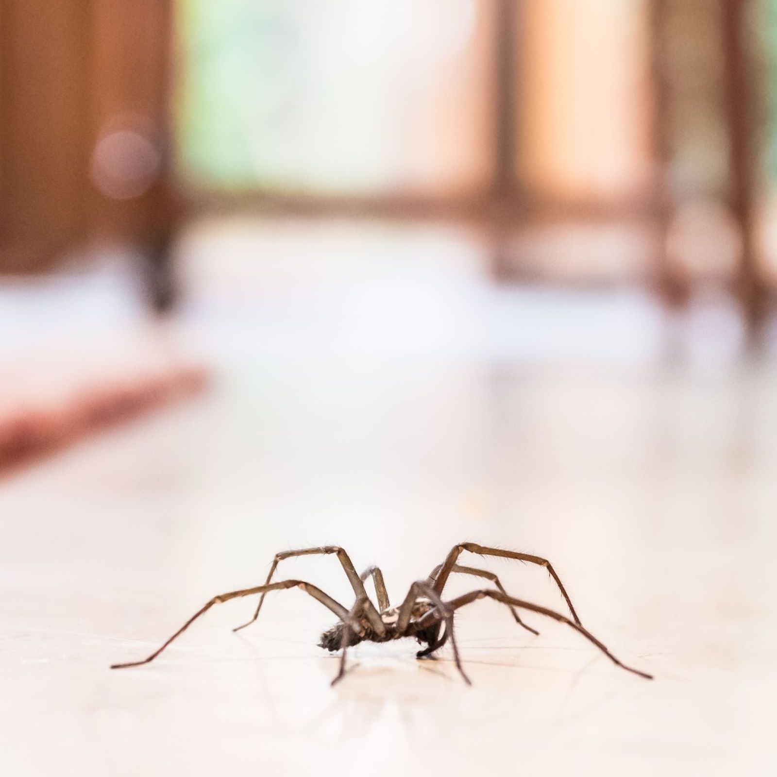 A house spider scuttling across a bedroom
