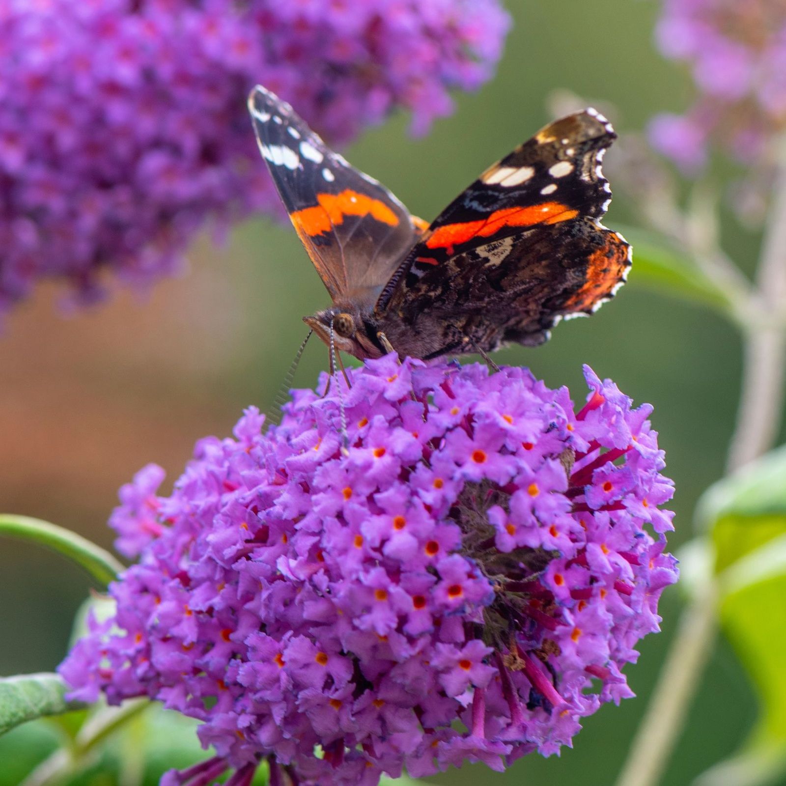 A butterfly perched on a buddleia (or butterfly bush)