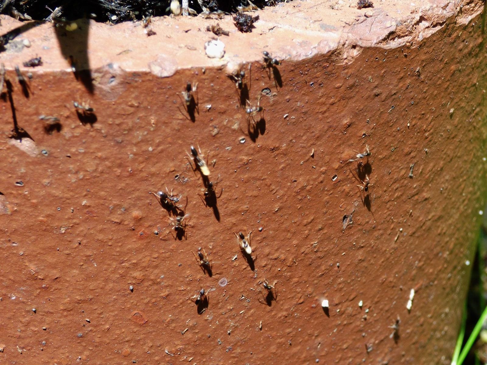 Help, I Have Ants In My Houseplants! Tips To Keep Ants Out | Gardening Know  How