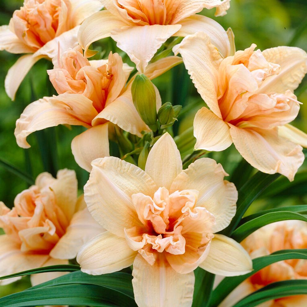Daylily Double Dream