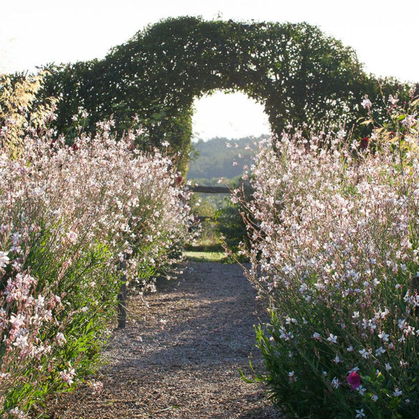 Gaura Lindheimeri (syn. Oenothera) - 30 Seeds