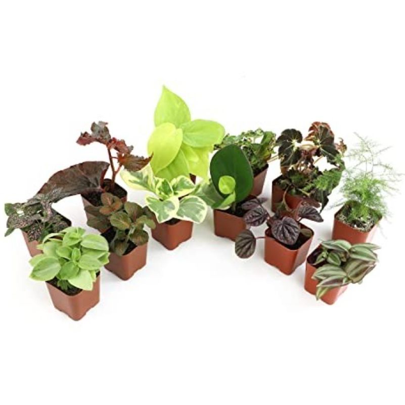 Altman Plants, Houseplant Starts 12-Pack