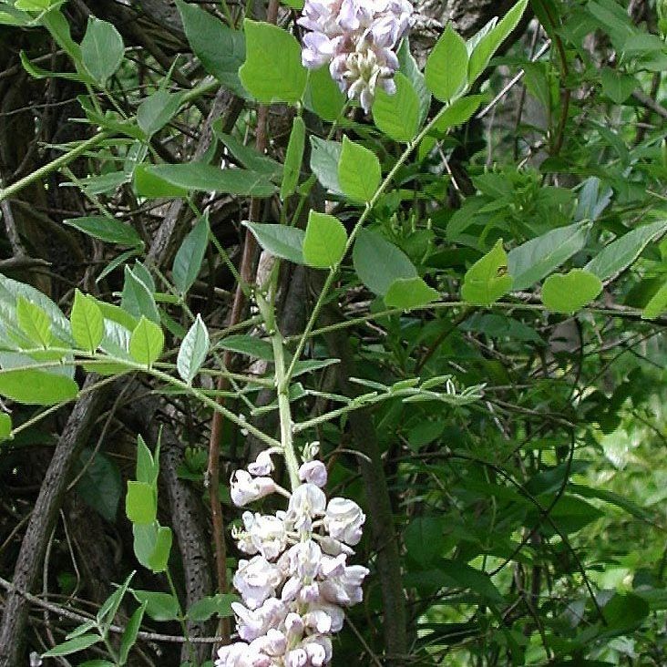 What Is Kentucky Wisteria - Learn About Growing Kentucky Wisteria Vines |  Gardening Know How