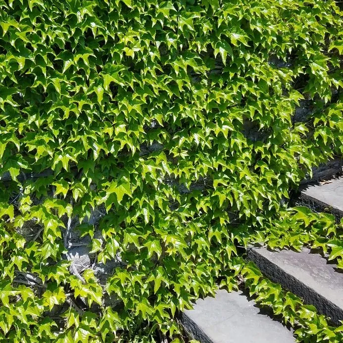 Virginia Creeper