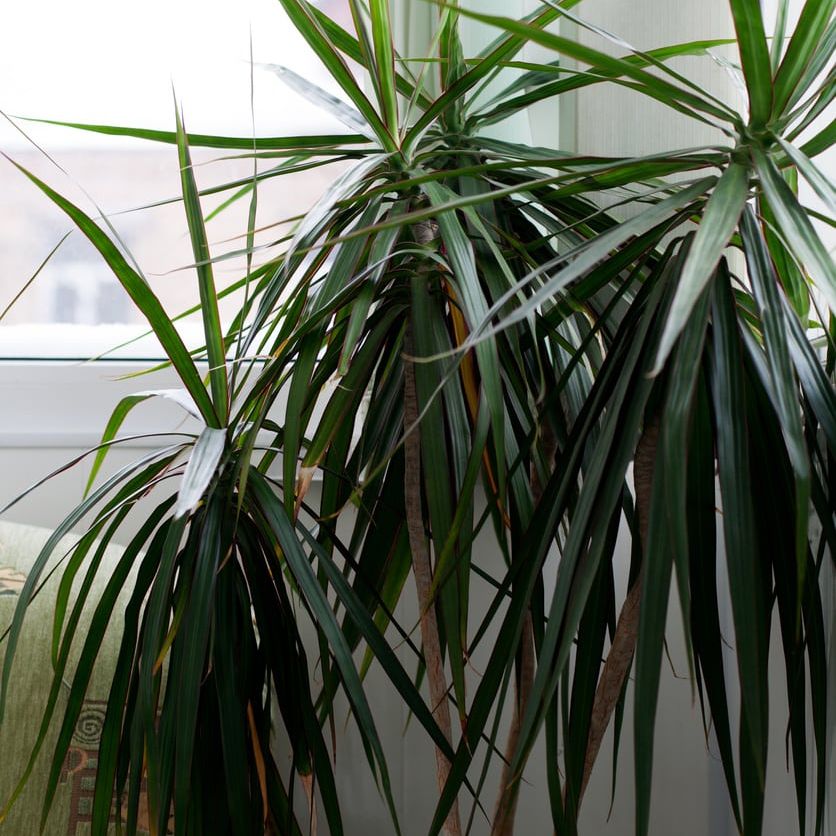 Tips For Overwintering Dracaena Plants: Learn About Dracaena Cold Tolerance  | Gardening Know How
