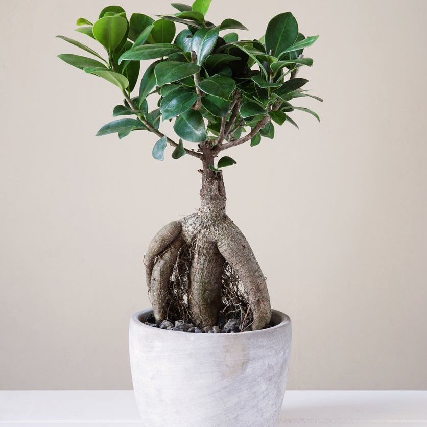 Ginseng Ficus Bonsai Care  Growing Ginseng Ficus As A Bonsai Tree |  Gardening Know How