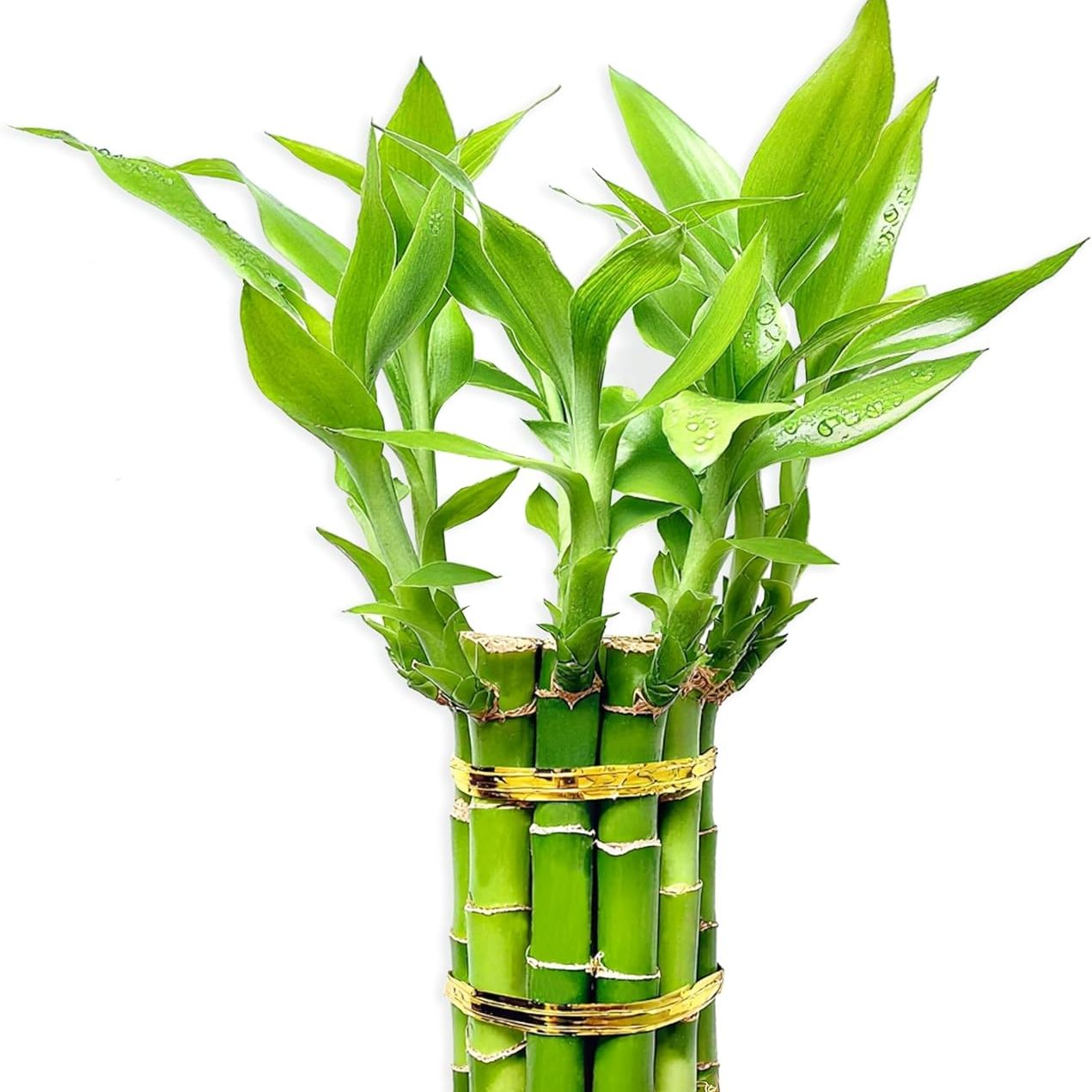 Lucky Bamboo Plants Live Indoor (10 Stalks, 4 Inch) - Fresh House Plants for Office Desk, Home Decor, for Positive Energy, Prosperity &amp;amp; Easy Care