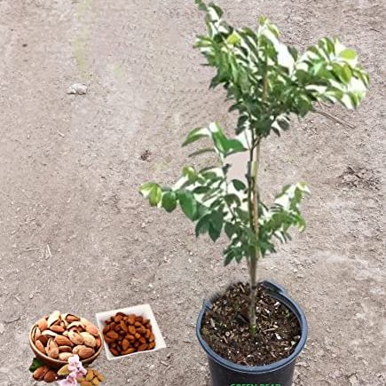 Almond Fruit Tree All-In-One Grafted Almond Tree Prunus Dulcis Var. Dulcis 3 to 5ft Tall 5 Gallon Potted