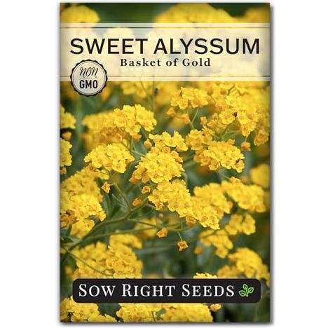 Sow Right Seeds - Sweet Alyssum Basket of Gold Flower Seeds for Planting - Perennial Garden Flowers - Easy to Grow Fragrant Blooms - Ideal for Borders and Containers - Attract Pollinators (1)