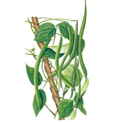 Kentucky Wonder Pole Bean Seeds