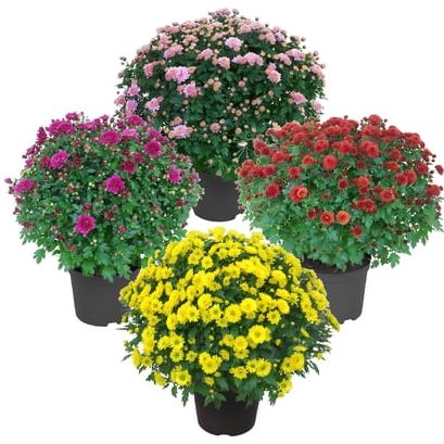 Live Flowering Hardy Chrysanthemum - Assorted Colors (4 Plants Per Pack), Beautiful Fall Colors, 14" Tall by 12" Wide in 3 Quart Pot