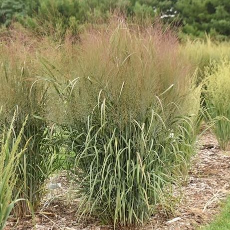 Proven Winners Prairie Winds 'october Sky' Switch Grass (panicum Virgatum) Live Plant, 4.5