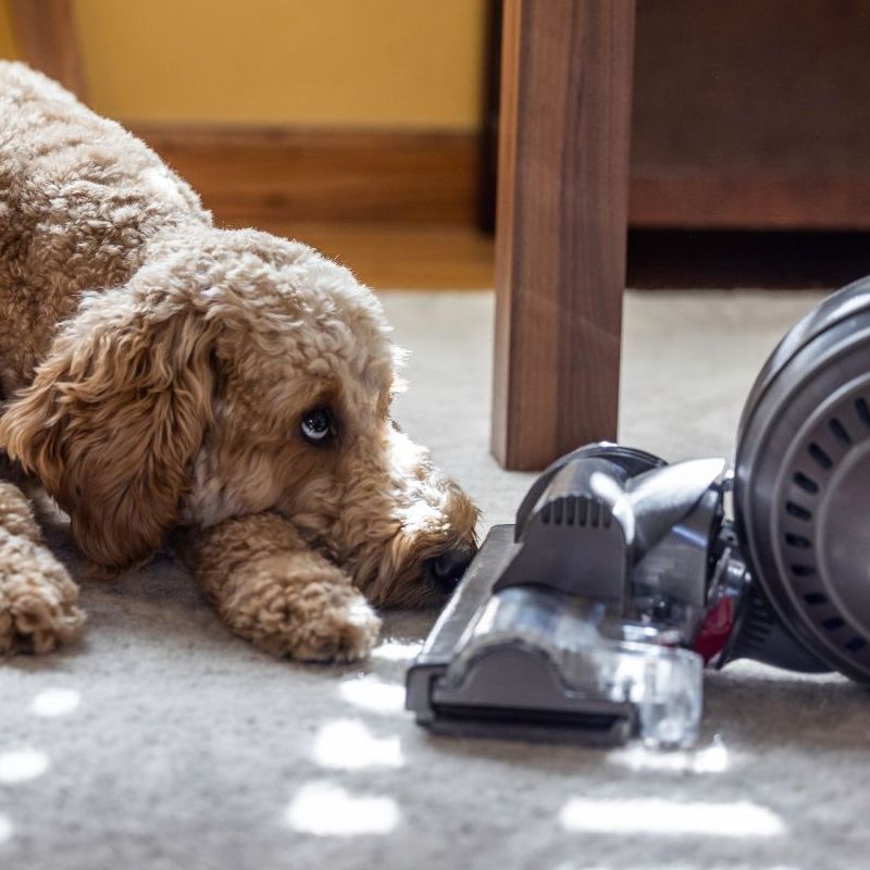 A fluffy golden dog on a gray carpet looking up at a Dyson vacuum, which is positioned next to the dog. Brown, wooden chair legs are visible from above.