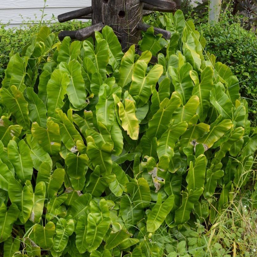 ficus pumila plant Ficus Pumila Narrow leaf- Live Arrival Guarantee