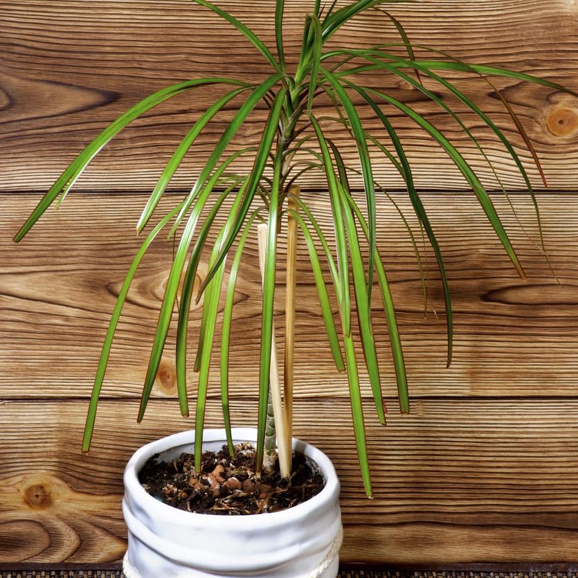 Dracaena Plant Propagation  Learn How To Propagate A Dracaena Plant |  Gardening Know How