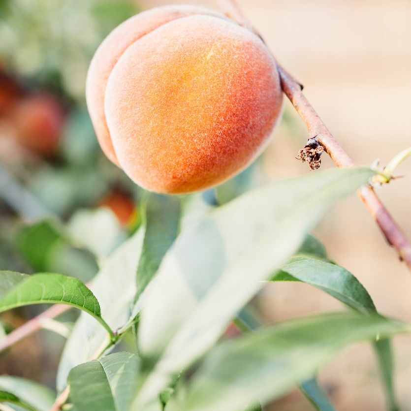 What Is An Intrepid Peach: Learn About Growing Intrepid Peaches
