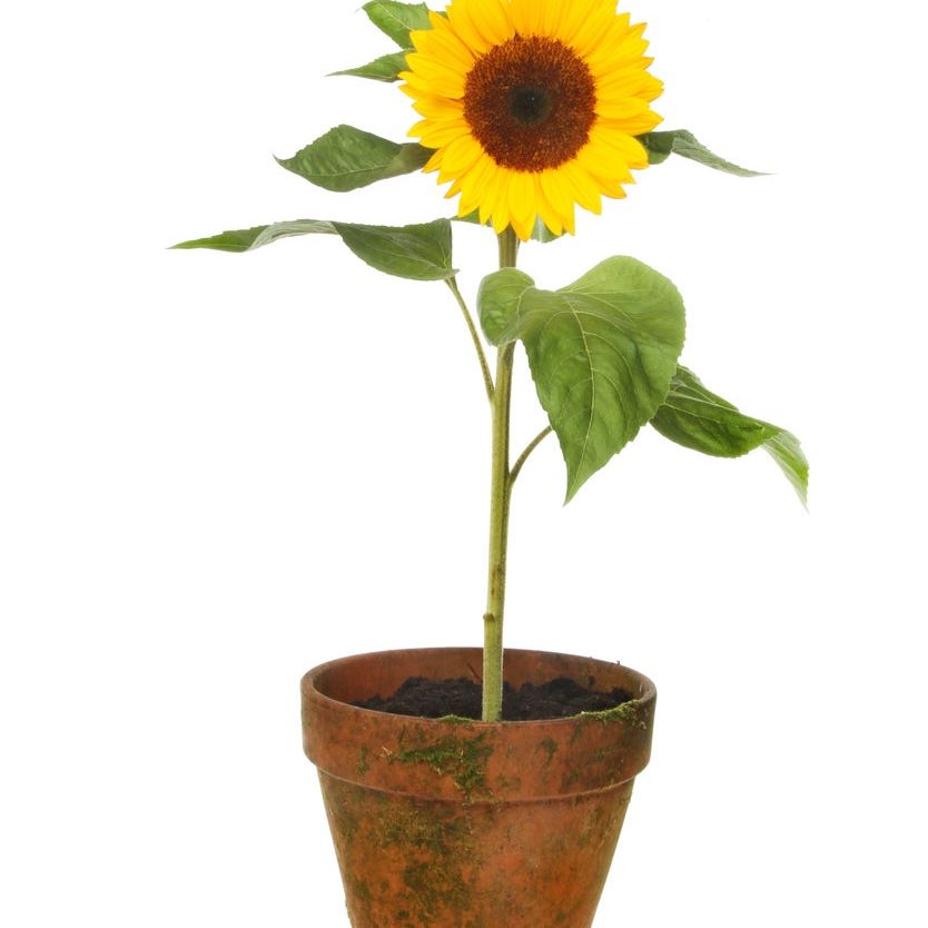 Can You Grow Sunflowers In Containers  Tips For Planting Sunflowers In A  Pot | Gardening Know How