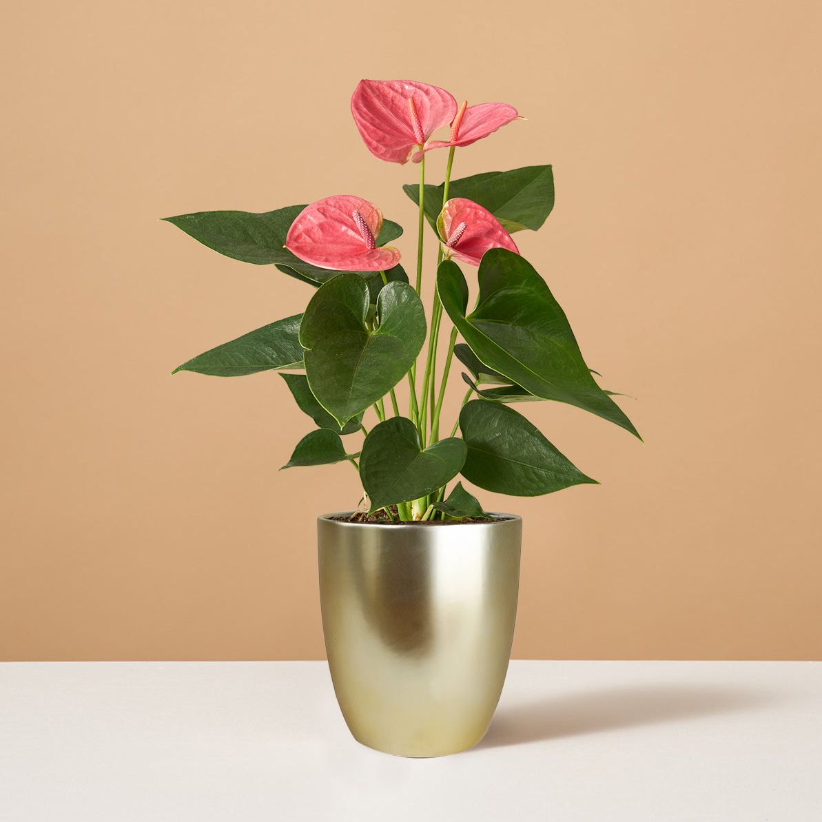 Pink Anthurium