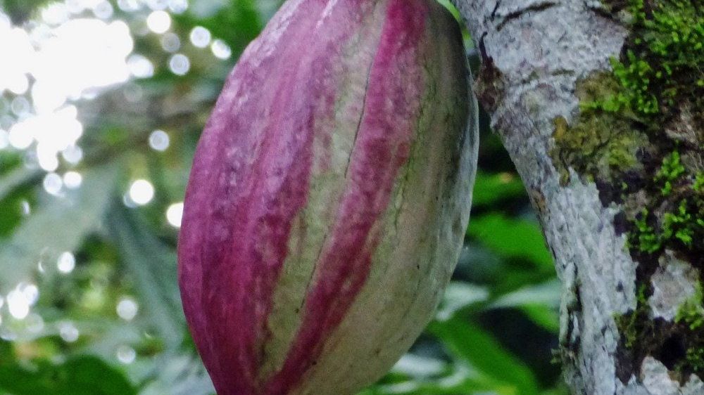 diamond head elephant ear plant COLOCASIA (ELEPHANT'S EAR) DIAMOND HEAD – Horlings Plants