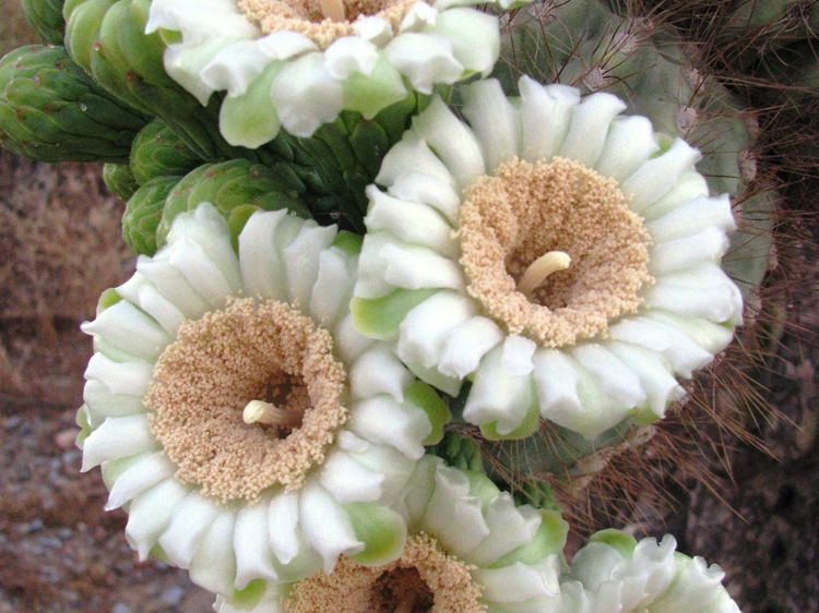 In Photos: Beautiful Cactus Flowers Signal Spring Is Here | Live Science