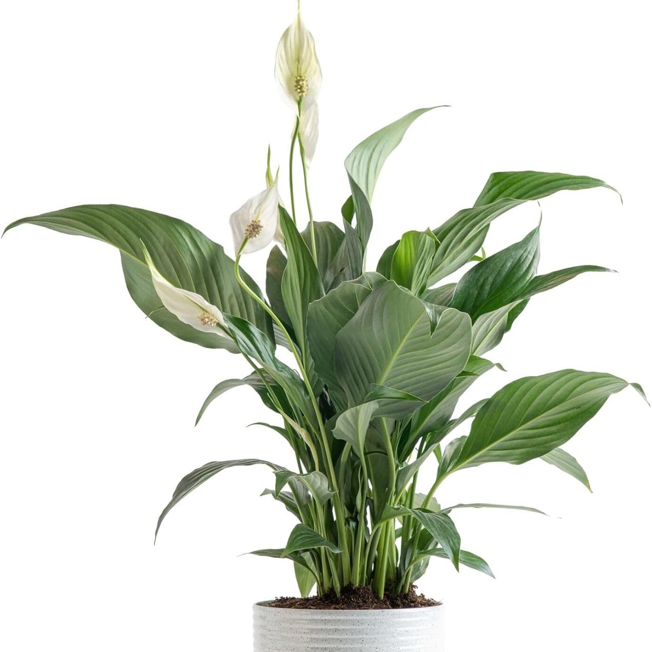 Costa Farms Peace Lily Live Plant in Decorative Pot, Air Purifying Flowering Indoor Houseplant, Perfect for Home, Room, or Office Decor, Great House Warming or Birthday Gift, 14-24 Inches Tall