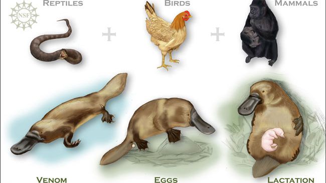 Are Platypuses Birds: Unraveling Nature's Mystery