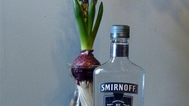 Forcing Bulbs In Alcohol: Preventing Floppy Paperwhites, Amaryllis and  Other Bulbs | Gardening Know How