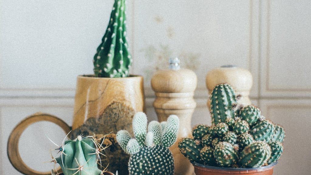 Feeding Succulents And Cacti: Learn When To Feed Cacti And Succulents |  Gardening Know How