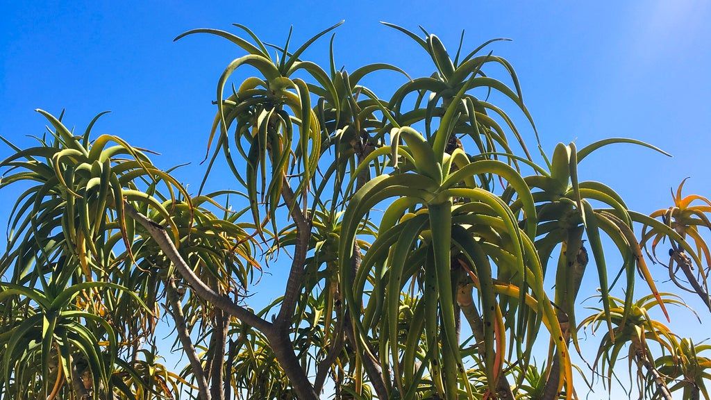 Tree Aloe Care Guide  What Is A Tree Aloe Plant | Gardening Know How