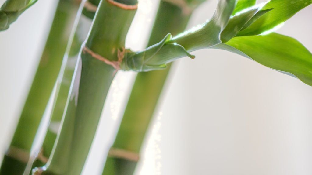 prayer plant pet safe Pet Safe Plants – B.Willow main image 0