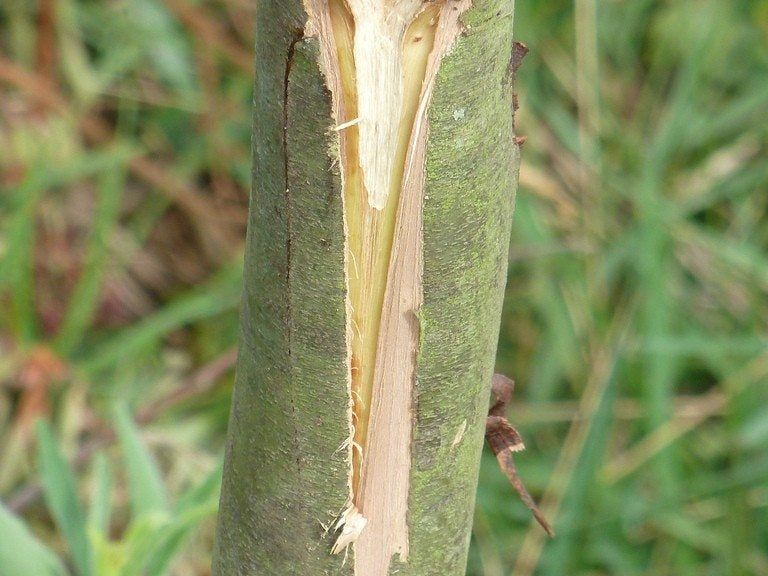 tree wound dressing Treekote Tree Wound Dressing
