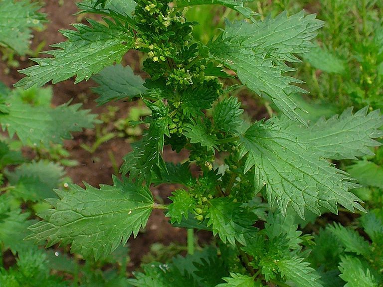 Burning Nettle Vs. Stinging Nettle - What Does Burning Nettle Look Like |  Gardening Know How