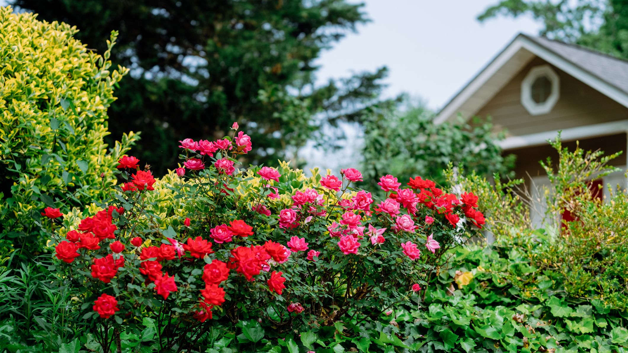 Red roses growing in the front yard of a house.