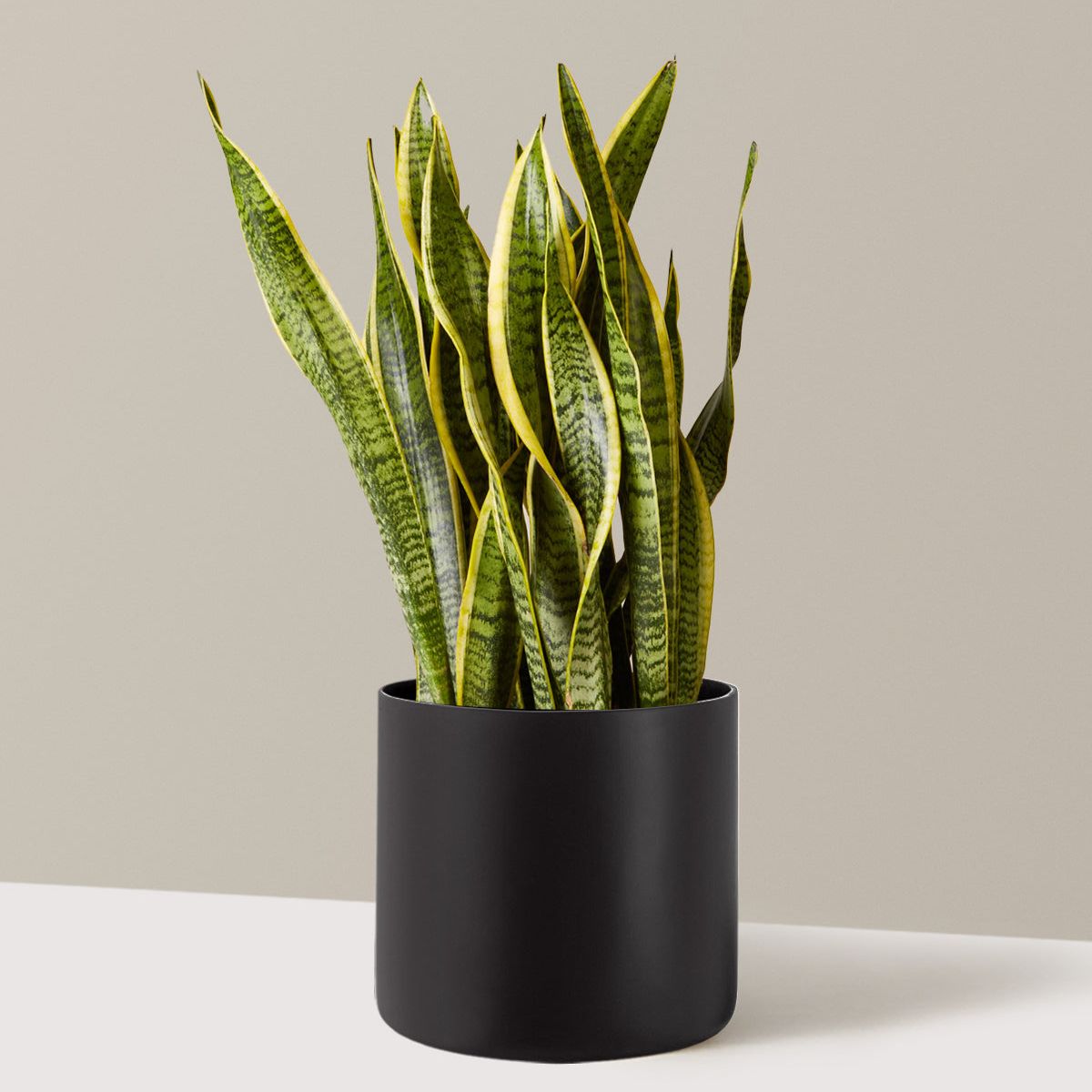 Snake Plant Laurentii - Large (3-4' Tall) / Agnes (10&amp;quot; Wide) / Black