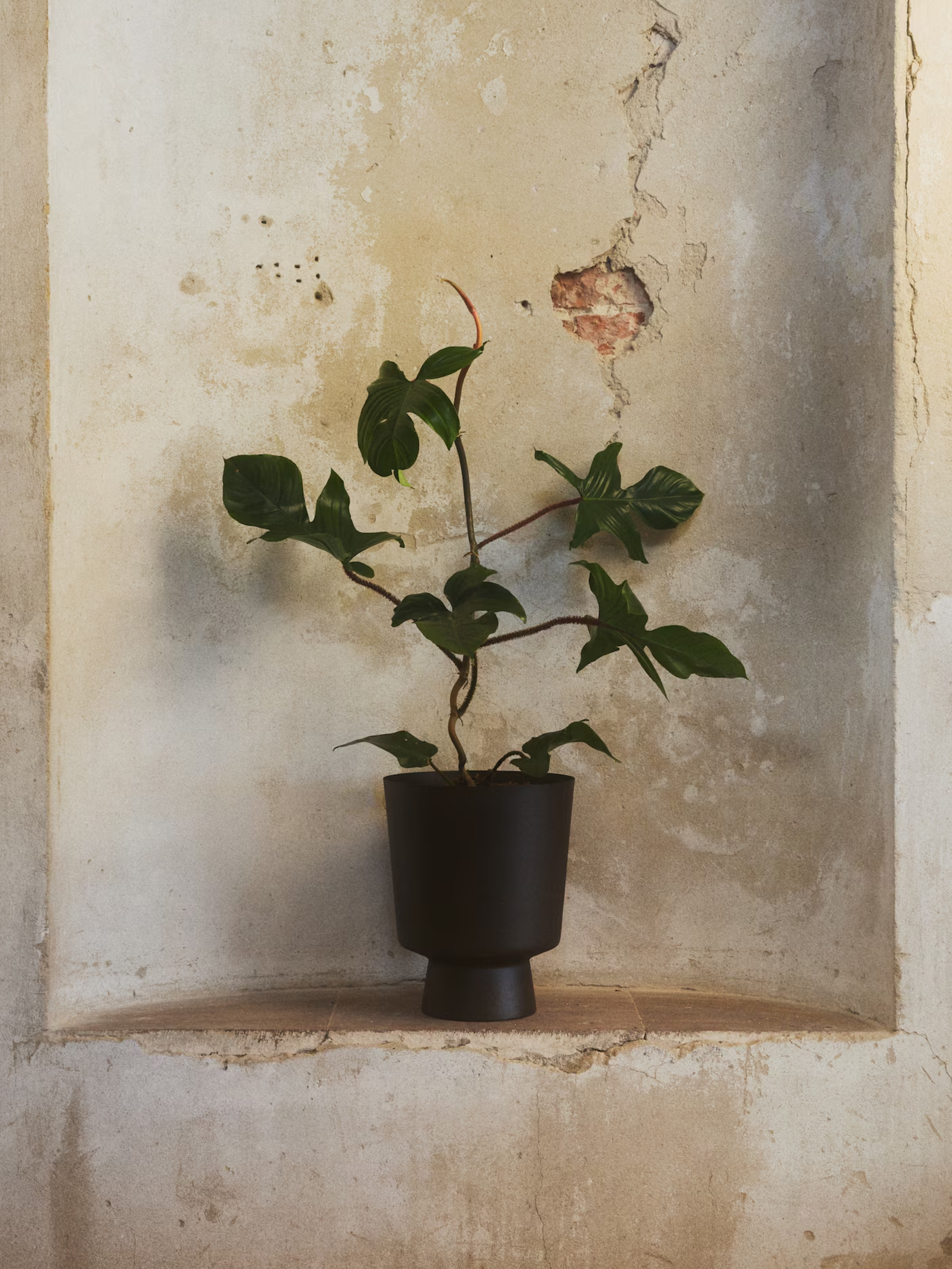 hm, Large metal plant pot