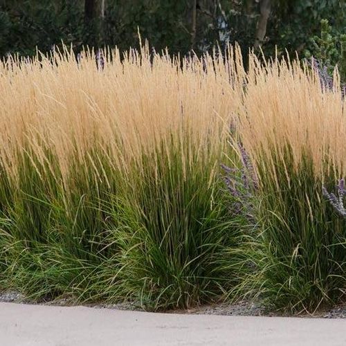 Karl Foerster Grass