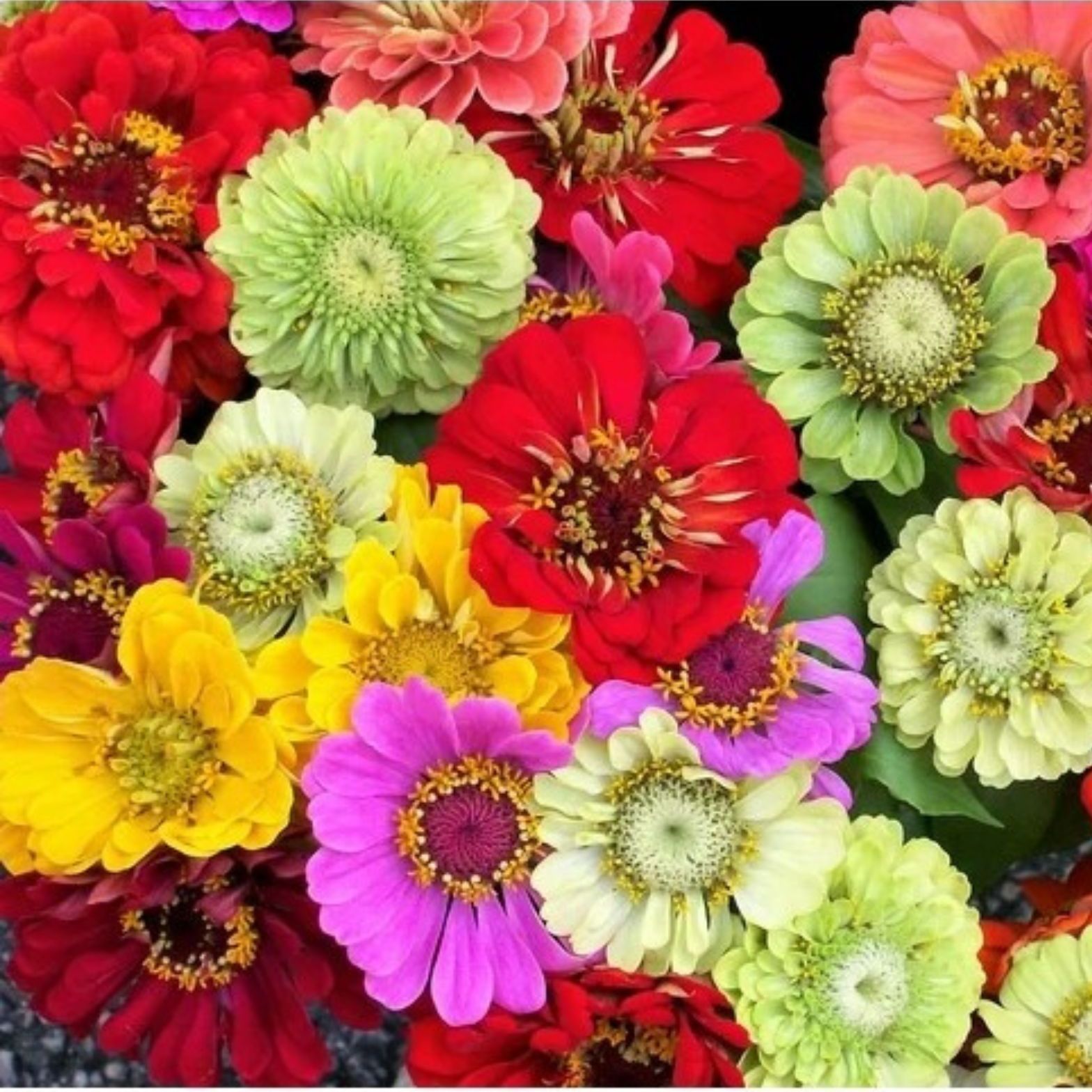 Zinnia seeds