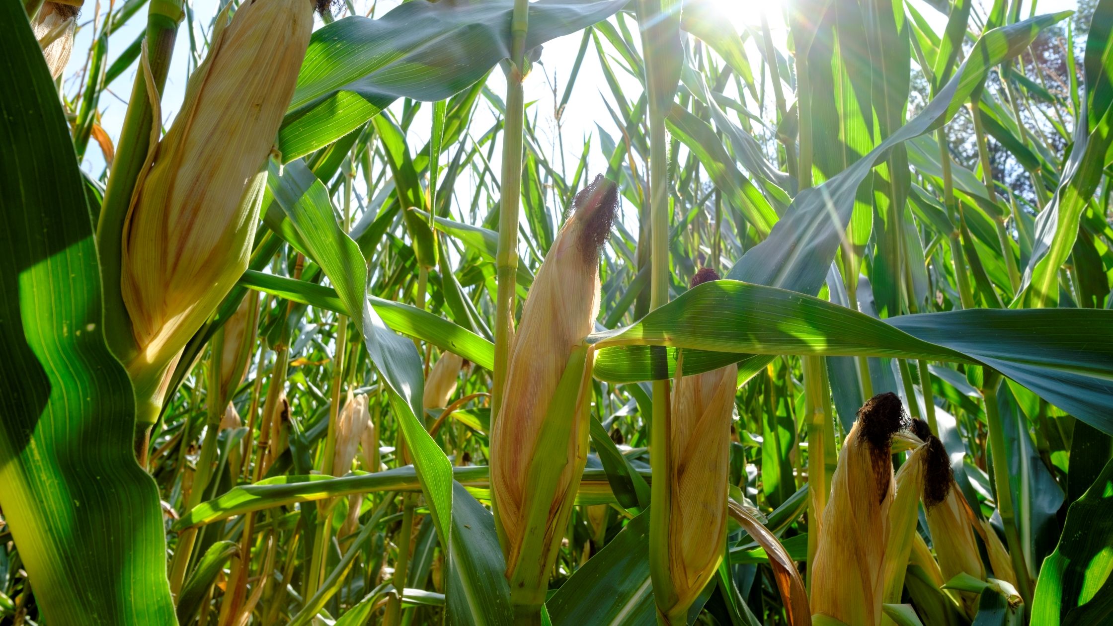 Corn Field During Heat Wave