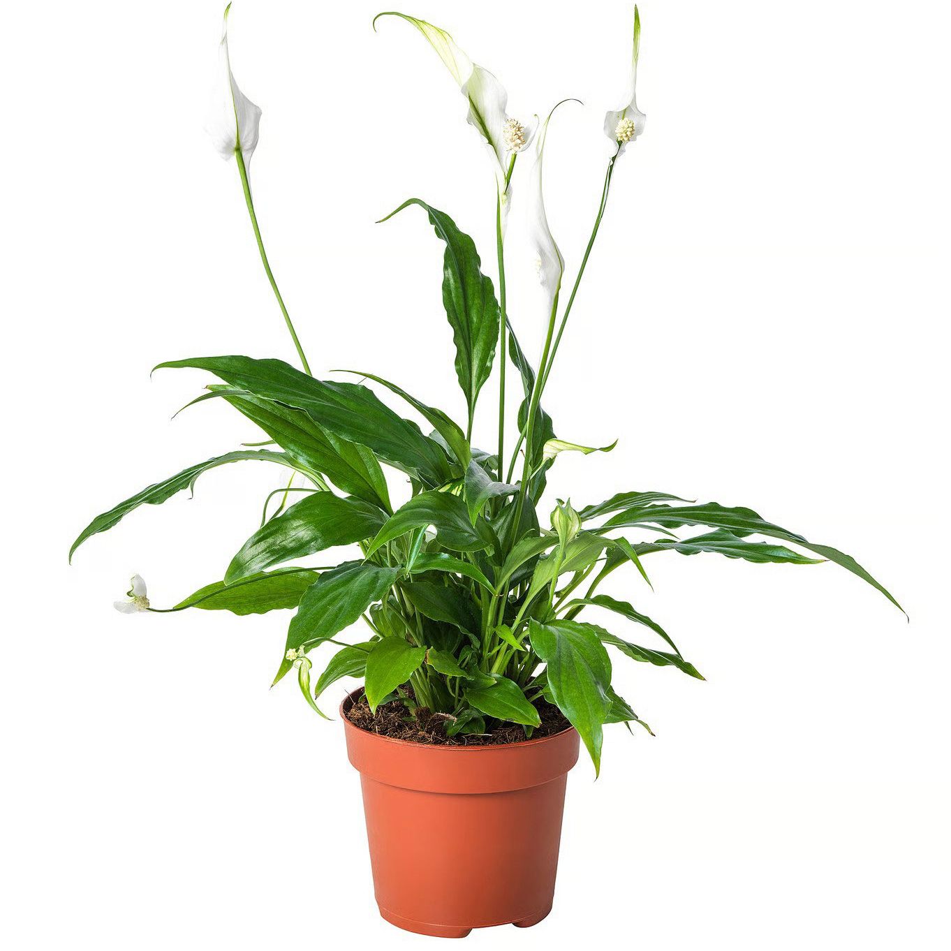 IKEA, Spathiphyllum Potted Plant &amp;ndash; Peace Lily