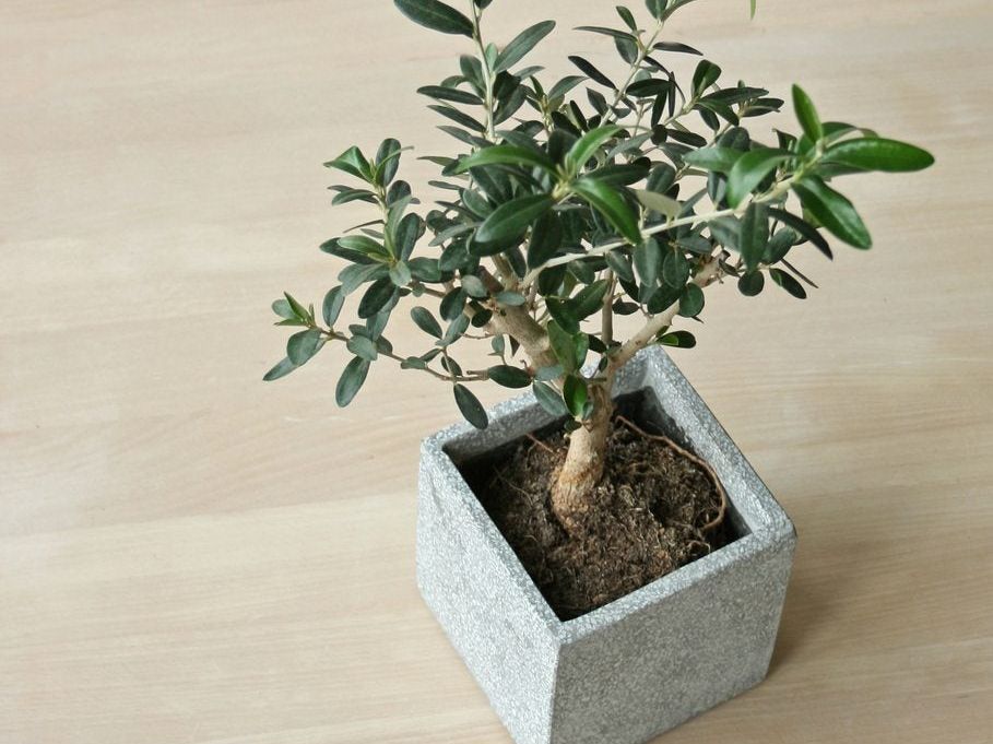 Indoor Olive Trees: Caring For Olive Trees Inside | Gardening Know How