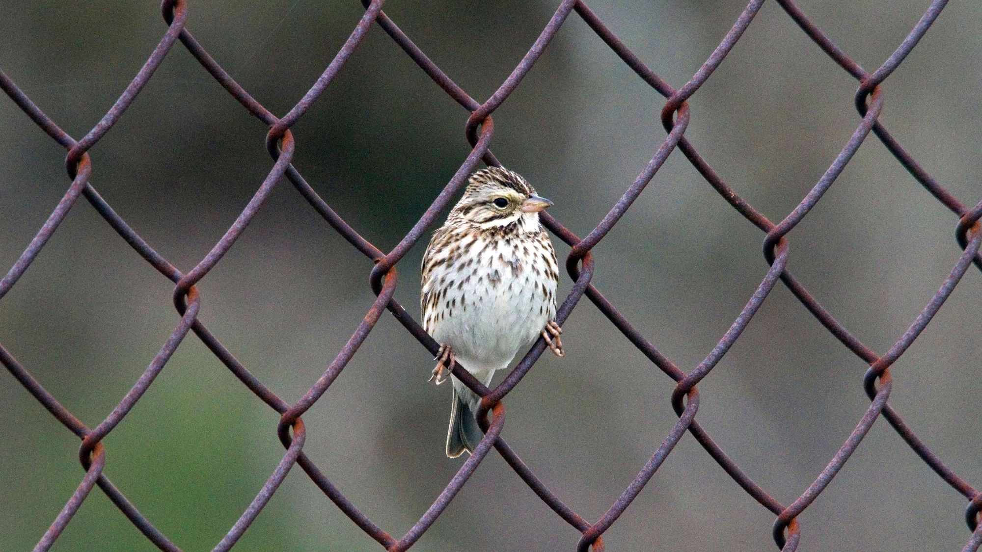 How to install a chain link fence: create a budget boundary | Homes and  Gardens