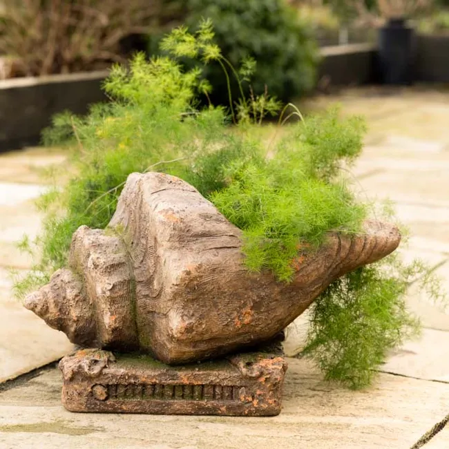 Large Shell Planter
