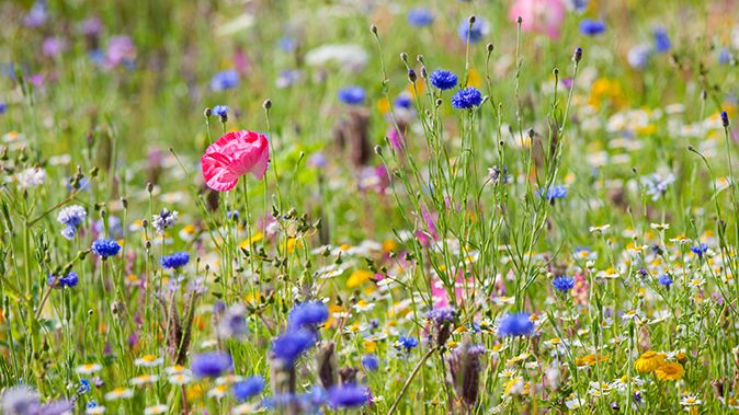 british wild flowers in relation to ‥ S2n6YRFWPqhd6JNafUmowi.jpg