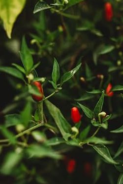 Thai Hot Chile Pepper - 25 Seeds - Dwarf Heirloom Variety, Great for Containers, Patios, Raised Beds, Usa-Grown Chili Seeds, Non-Gmo Seeds for Planting Outdoors in the Home Garden, Thresh Seed Company