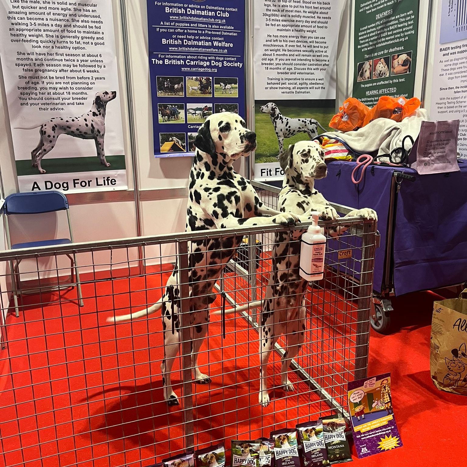 Dalmatians at Crufts